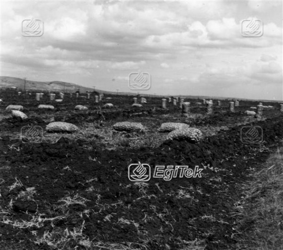 Uluabat, Soğan Tarlası 1983