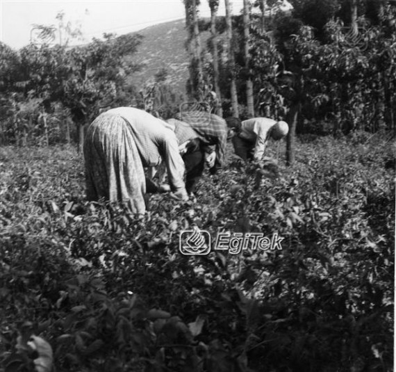 Domates Toplayanlar, 1983