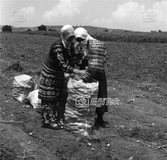 Patates Tarlaları, 1983