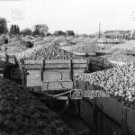 Salça Fabrikası, 1983