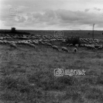 Karacabey Harasında Koyunlar 1983
