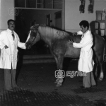 Karacabey Harasında Hayvan Bakımı 1983